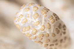 A Cerata of Solar-Powered Phyllodesmium / Lembeh strait, ... by Yuping Chen 